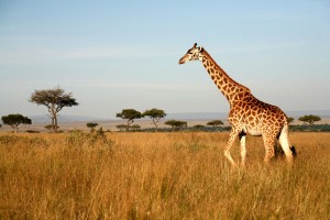 Kenya_safari_girafe
