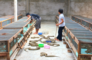 Ferme d'élevage de pythons (photo Daniel Natusch / IUCN)