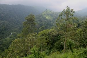 La foret située à Java Est, devenue un site de conservation